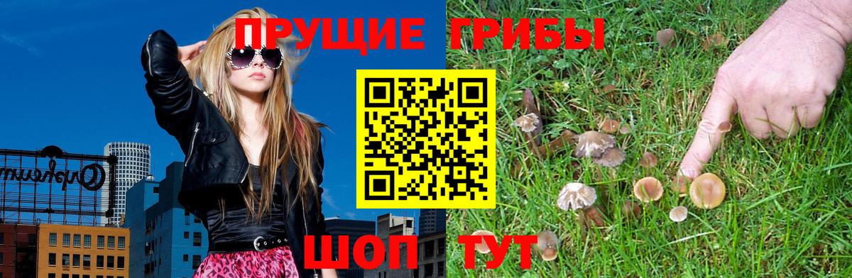 купить  сайты  Вход с VPN  Владивосток  Псилоцибиновые грибы Cubensis 